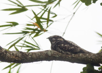 Indian Nightjar