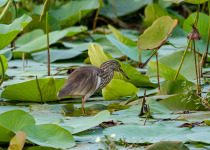 Indian Pond Heron