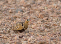 Indian Sandgrouse
