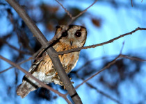 Indian Scops Owl
