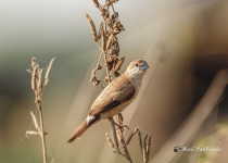 Indian Silverbill