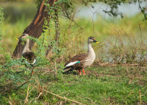 Indian Spot-billed Duck