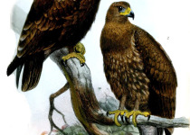 Indian Spotted Eagle