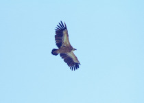 Indian Vulture