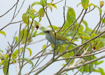 Indian White-eye