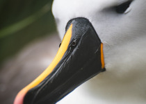 Indian Yellow-nosed Albatross