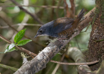 Indigo-banded Antbird
