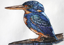 Indigo-banded Kingfisher