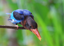 Indigo-banded kingfisher