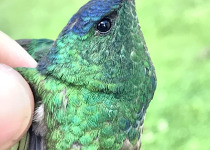 Indigo-capped Hummingbird
