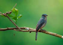 Indigo Flycatcher