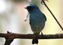 Indigo Flycatcher