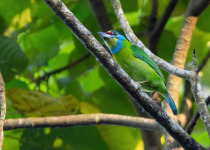 Indochinese Barbet