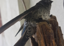 Indochinese Swiftlet