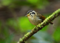 Indochinese Wren-Babbler