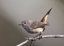 Inland Thornbill