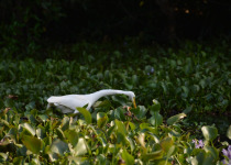 Intermediate Egret