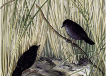 Iraí Tapaculo