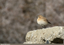 Isabelline Wheatear