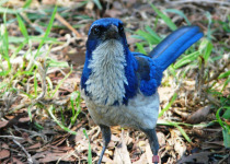 Island Scrub-Jay