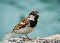 Italian Sparrow