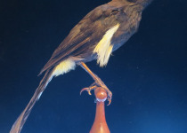 ʻŌʻō
