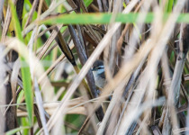 Ivory-billed Woodcreeper