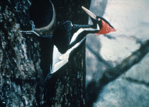 Ivory-billed Woodpecker