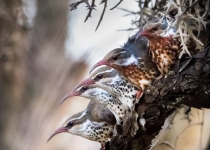 Ivory-billed Woodpecker
