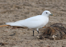 Ivory Gull