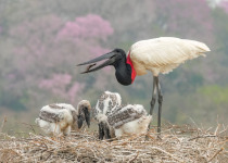 Jabiru