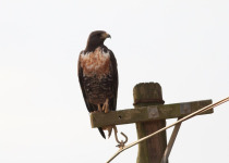 Jackal Buzzard