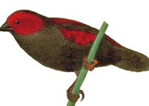 Jackson's Widowbird