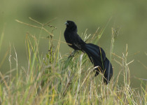 Jackson's Widowbird