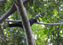Jamaican Crow