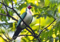 Jambu Fruit Dove