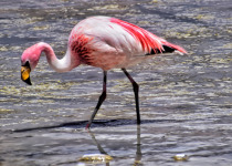 James's Flamingo
