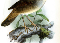 Japanese Bush Warbler