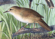 Japanese Bush Warbler