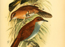 Japanese Bush Warbler