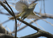 Japanese Bush Warbler