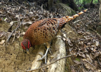 Japanese Green Pheasant