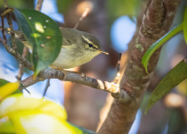 Japanese Leaf Warbler