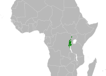 Japanese Leaf Warbler