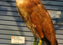 Japanese Night Heron