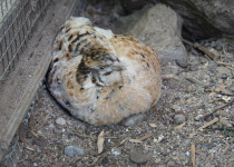 Japanese Quail