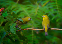 Japanese White-eye