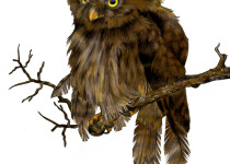 Jardin's Pygmy Owl