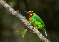 Javan Barbet