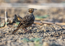 Javan Bushlark